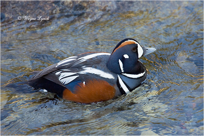 Harlequin Duck 102 by Dr. Wayne Lynch &copy;